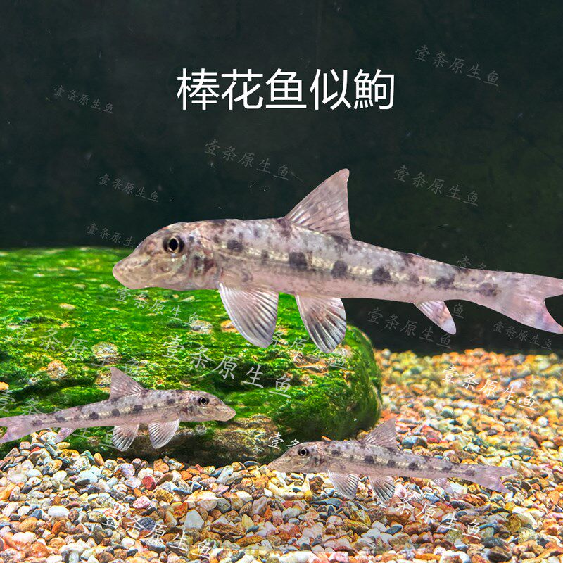 速发青苔鼠鱼棒花鱼似鮈沙沟鱼原生鱼翻砂清道夫吃鱼便残渣冷水鱼