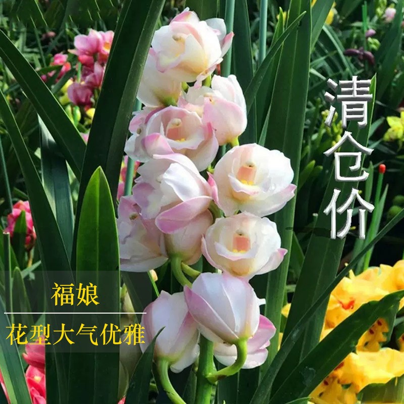 速发大花蕙兰盆栽兰花苗 福娘 室内盆栽花卉四季开 当年开花 满屋
