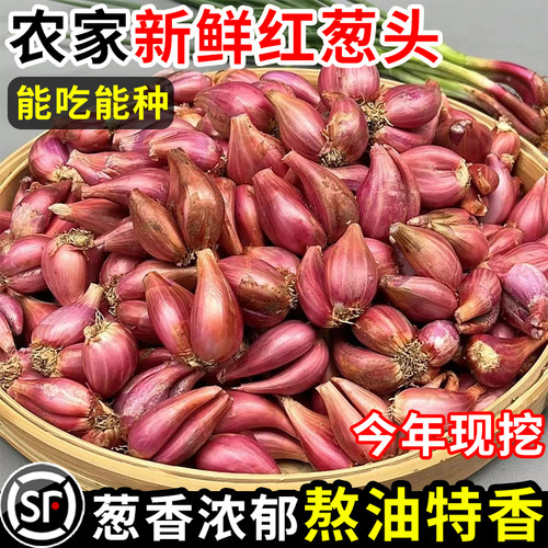新鲜红葱头新挖干葱头火葱新鲜小香葱种子熬葱油特香种籽阳台盆栽