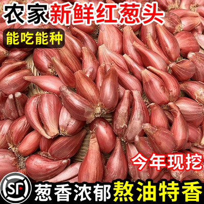 【头荐红葱头】颗粒饱满丨力荐！