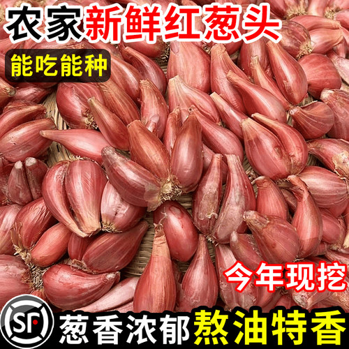 【头荐红葱头】颗粒饱满丨力荐！