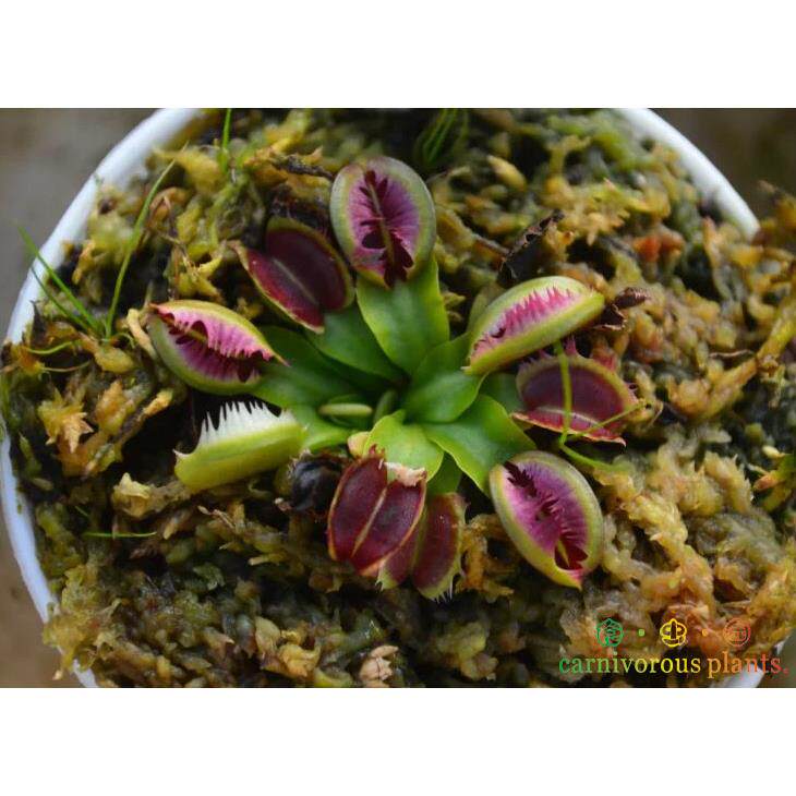 食虫植物-模糊牙捕蝇草【小苗 包邮】