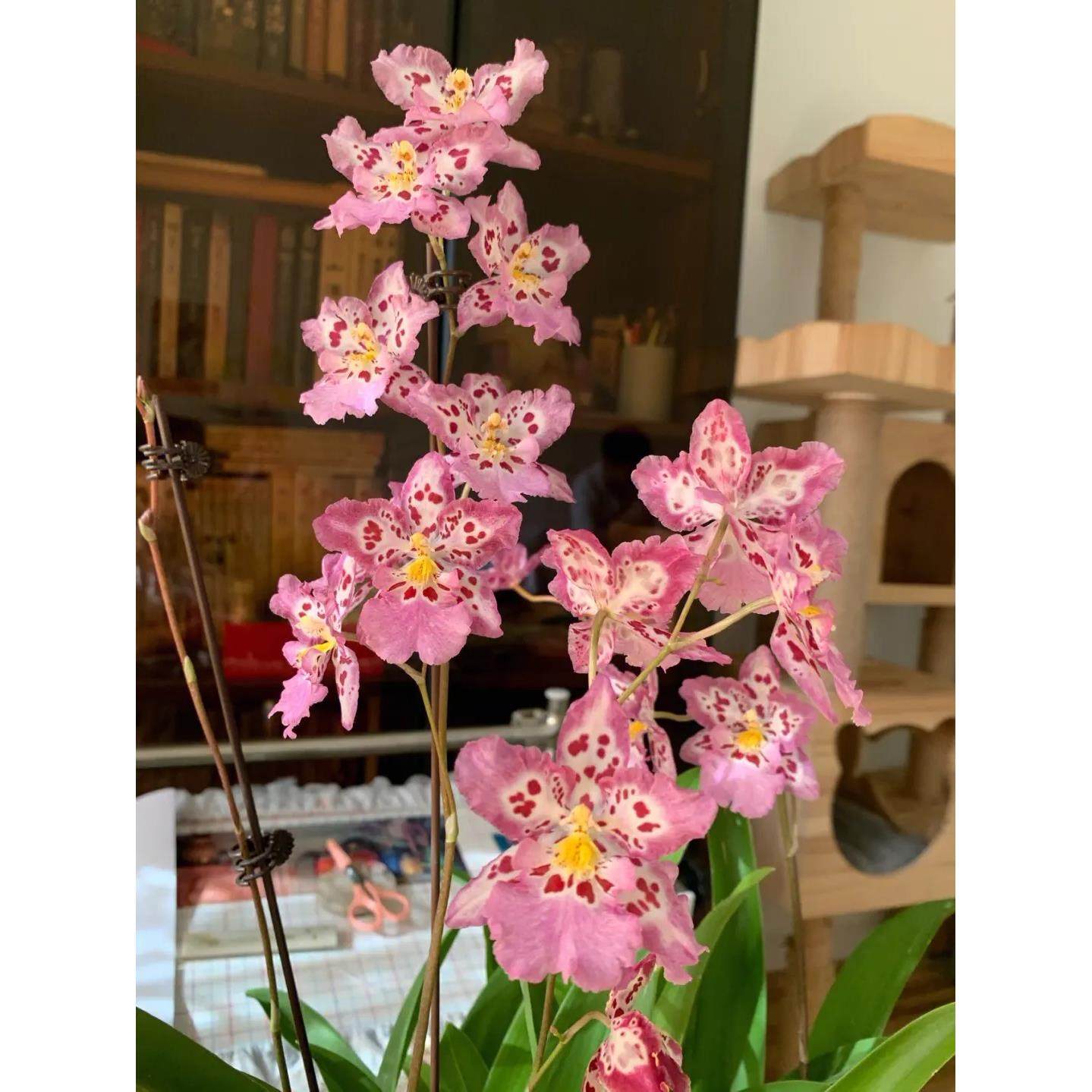 新品豹斑宝石 文心兰带花苞 好养易开花原盆发货粉红豹纹香水