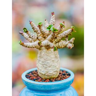 卡汉羊角沙漠玫瑰泰国精品羊角沙玫夏型种Adenium Khao沙生植物