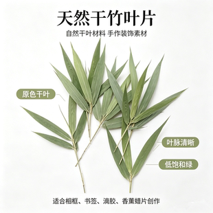 竹子叶子树枝风干花真植物标本压花diy材料包手工制作粘贴画相框
