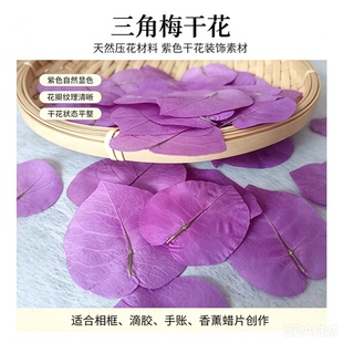 天然三角梅压花永生花标本DIY手工幼儿 教学材料 装饰滴胶 手机壳