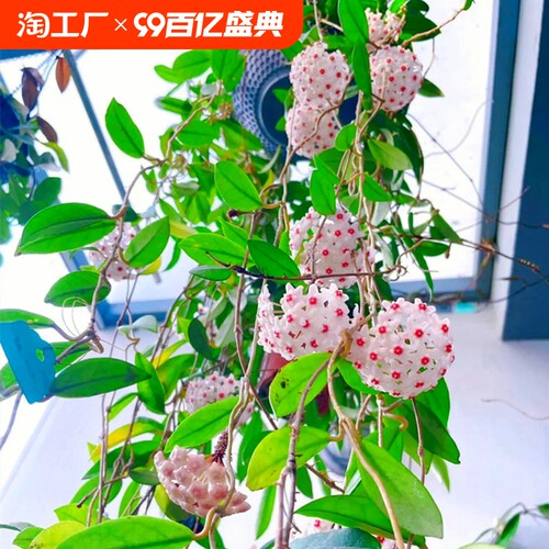 球兰花盆栽大苗垂吊铃兰带花四季开花卉室内爬藤绿植物吊兰多肉