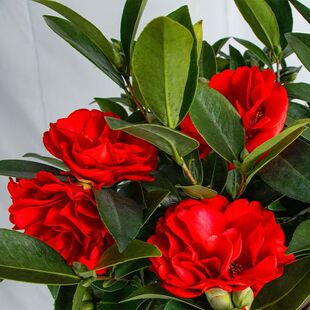 赤丹红山茶花盆栽树苗六角大红色带花苞室内四季绿植花卉阳台庭院