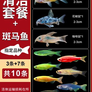 大号斑马鱼热带观赏鱼孔雀鱼灯科红绿灯鱼小型活鱼冷水鱼淡水好养