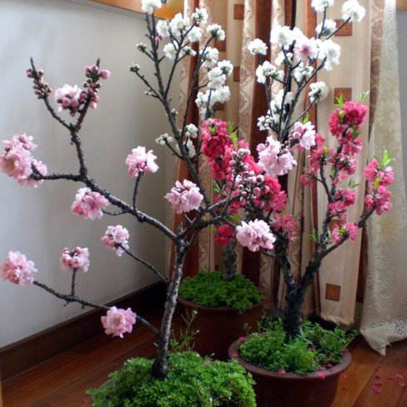 一件代发矮壮型重瓣寿星桃花盆栽碧e桃老桩盆景室内外地栽客厅观
