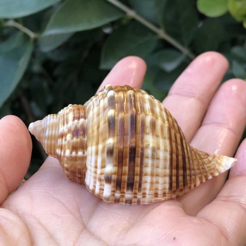 速发摆壳海螺哈那鱼标本螺琴螺寄居蟹替换壳螺缸水族造景装配贝件