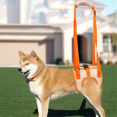 宠物辅助带牵引带老残疾犬受伤