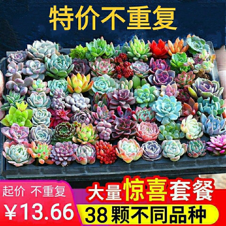 红宝石玉露套餐整箱新手试养多肉多肉植物品种大全福袋