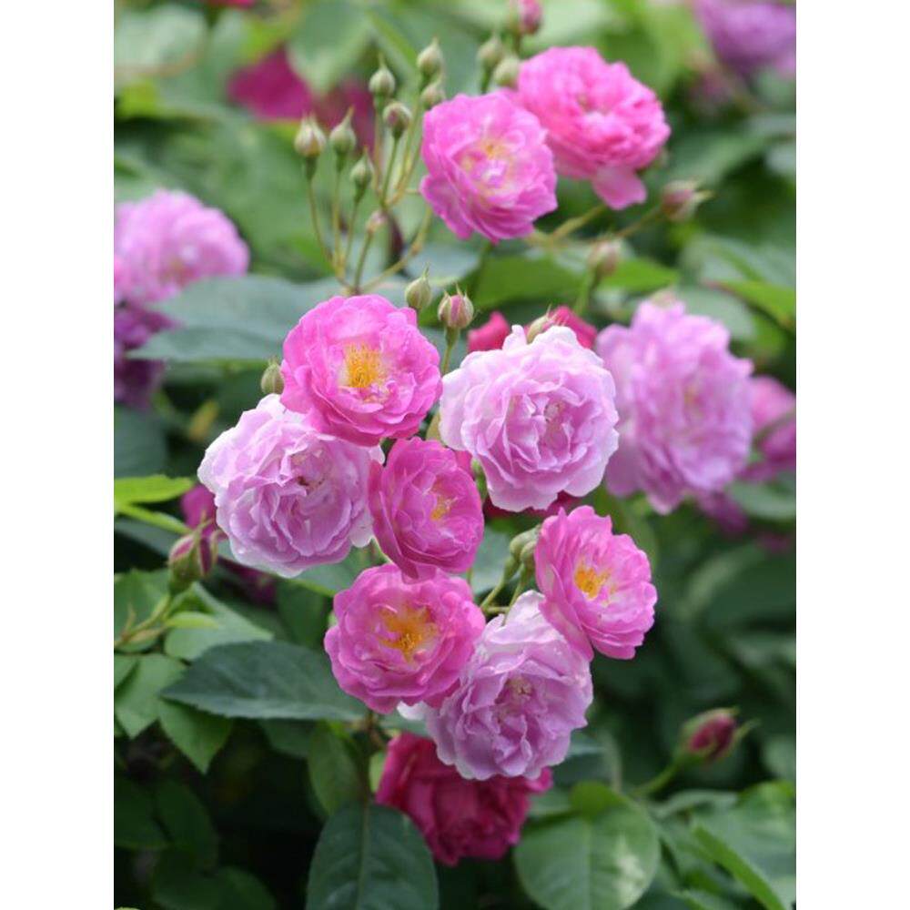 墙薇花苗爬藤四季无刺多花蔷薇十姐妹庭院粉色大花浓香型七姐妹浅