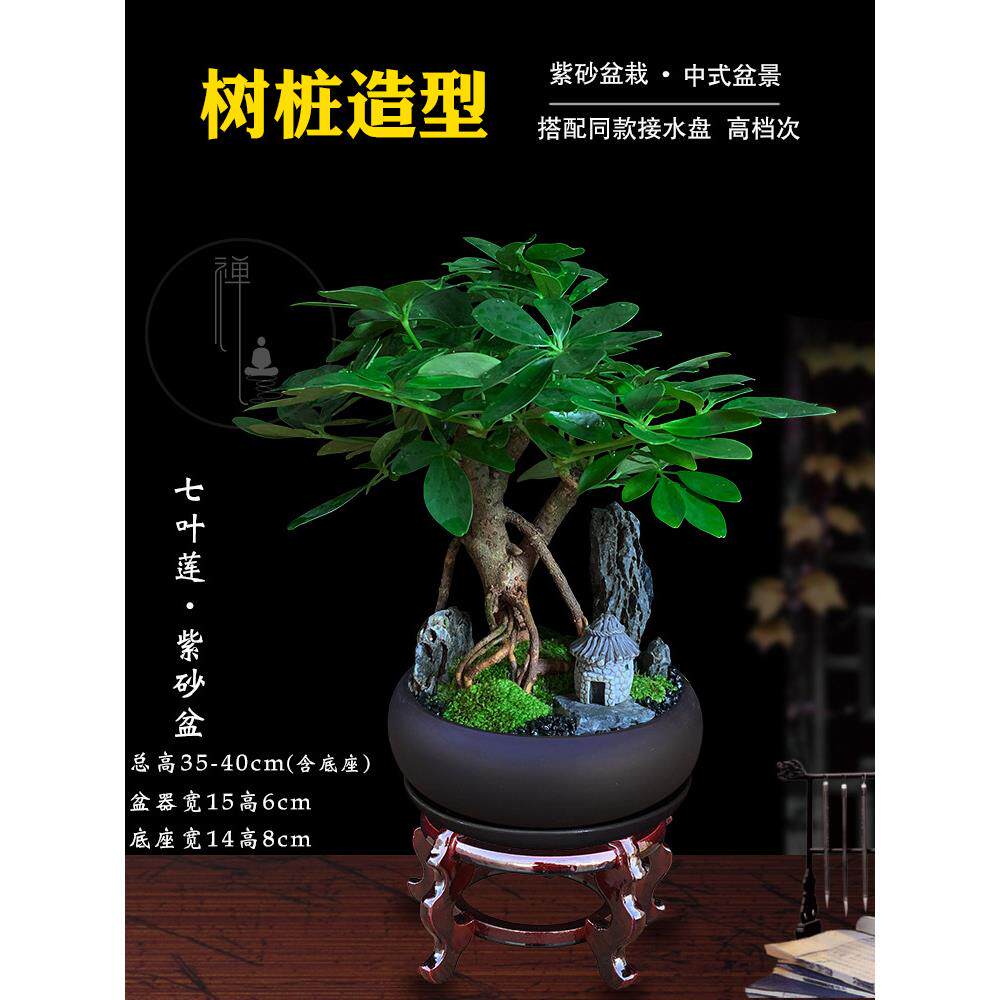 七叶莲盆栽办公室八方来财盆景绿植鸭掌木小老桩四季好养活室内花