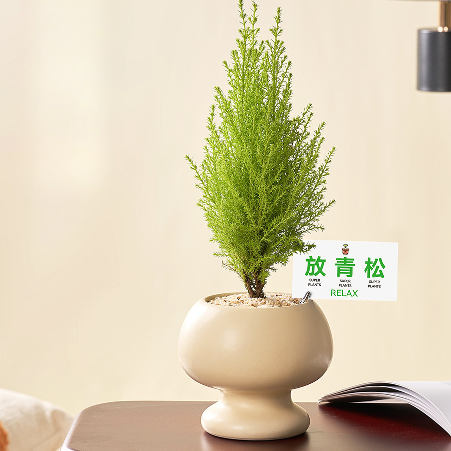 放青松小香松圣诞树盆栽植物办公室内桌面好养易活绿植带挂件