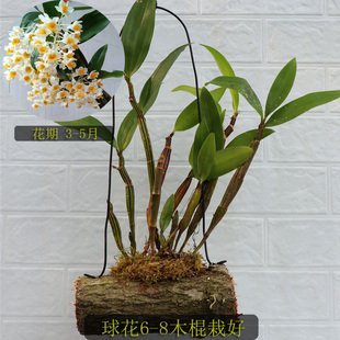 球花石斛苗黄花石斛长绿石斛花卉绿植盆栽盆景吊兰花洋兰球形易活