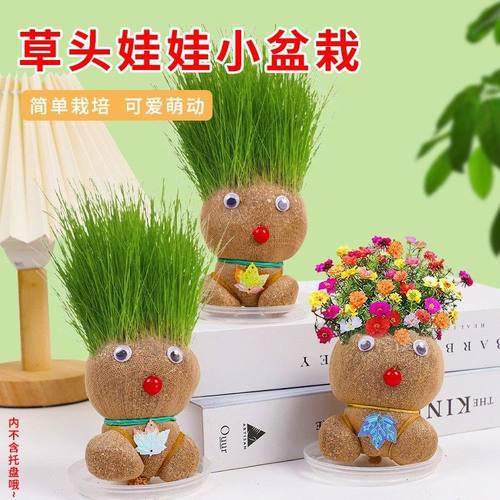 儿童种植小盆栽种草绿植观察植物