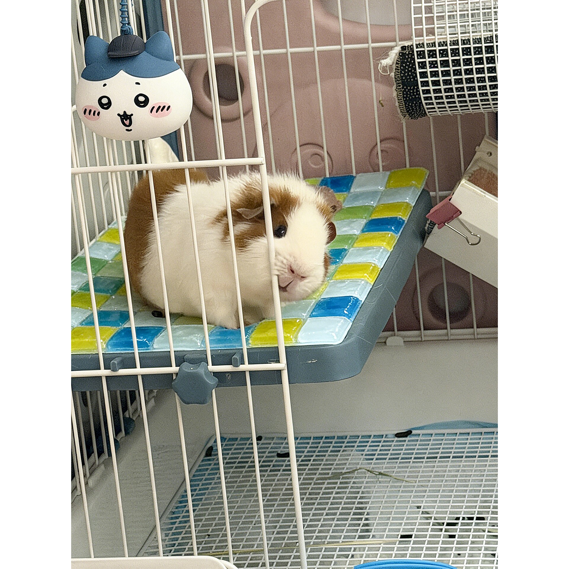 宠物冰垫荷兰猪夏季降温散热板小宠水晶果冻冰垫金丝熊消暑用品