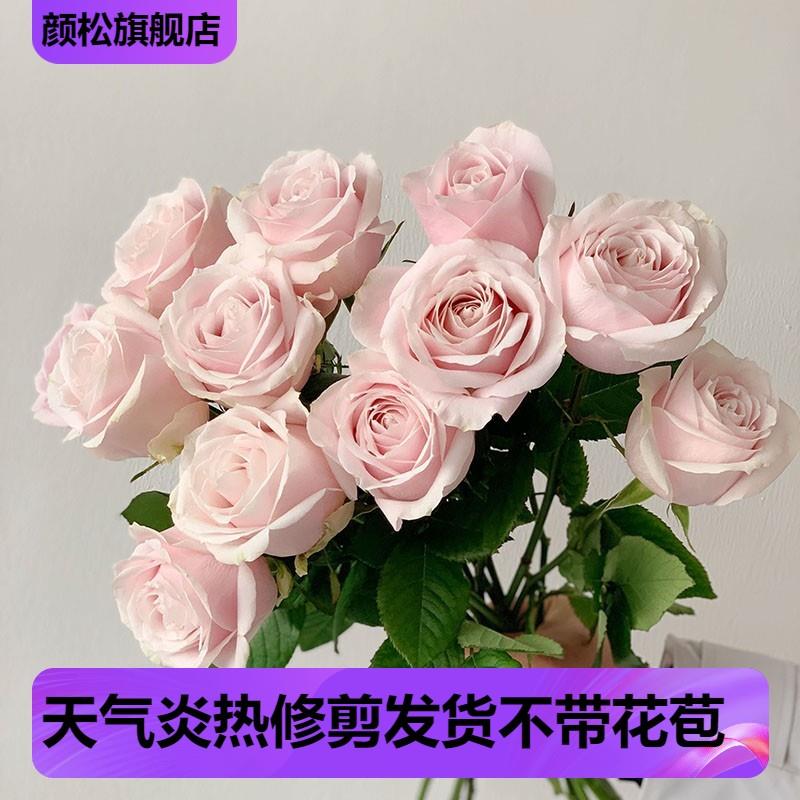 高档切花玫瑰 粉红雪山 月季花苗大花阳台绿植四季开花耐热抗病