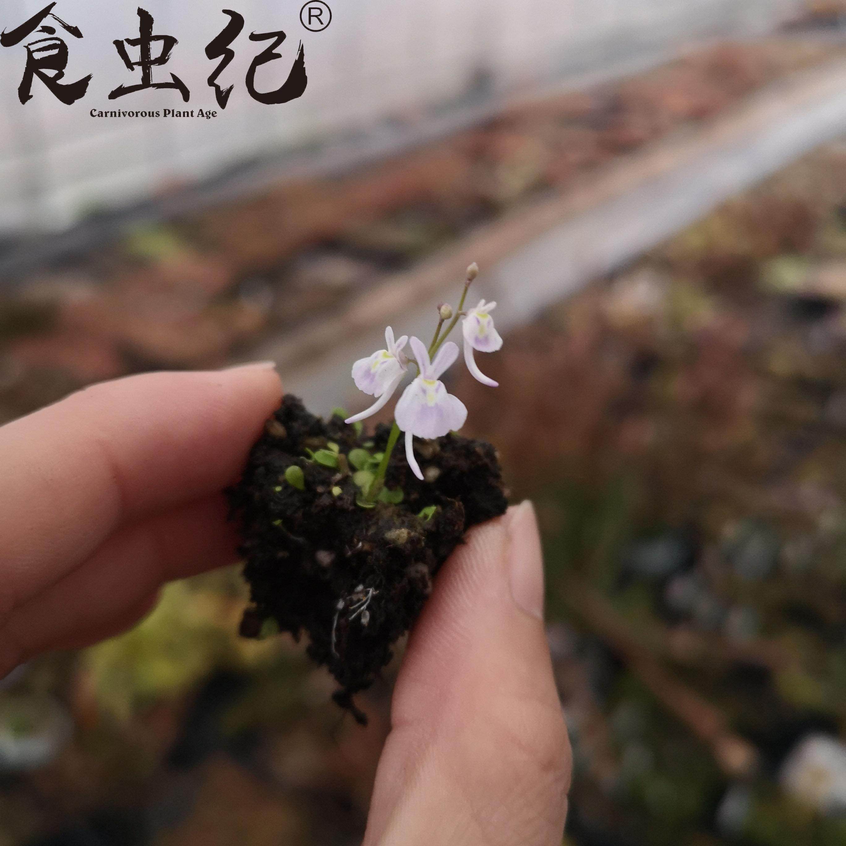 小白兔狸藻 室内水培花卉 造景可爱萌物缸鱼缸造景微景观桌面盆栽,鲜花速递/花卉仿真/绿植园艺,食虫植物,淘宝优惠券,粉丝福利购,淘宝优惠卷