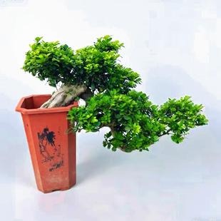 大型小叶榕树盆景树桩悬崖植物造型老桩室外院子阳台客厅绿植盆栽