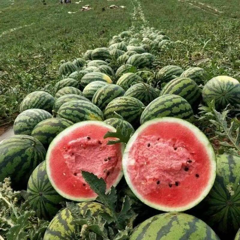 甜王西瓜云南高原甜王西瓜新鲜水果清凉一夏现摘现发新甜多汁