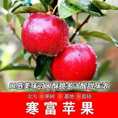 寒富苹果树苗南北方种植嫁接特大耐寒苹果苗盆栽地栽寒富抗寒结果