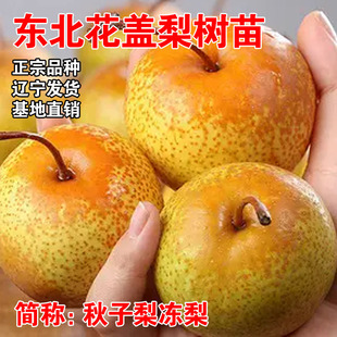 花盖梨树苗嫁接秋子梨东北酸梨山梨冻梨苗晚熟南北方种植当年结果