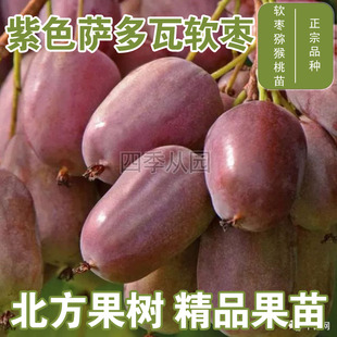 紫色萨多瓦软枣苗爬藤圆枣子东北耐寒软枣苗盆栽地栽当年结果软枣