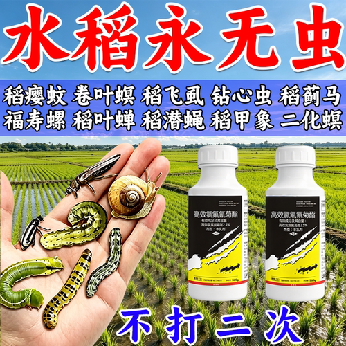 不伤稻】水稻打虫专用剂二化螟三化螟钻心虫稻飞虱卷叶螟蚜虫专用