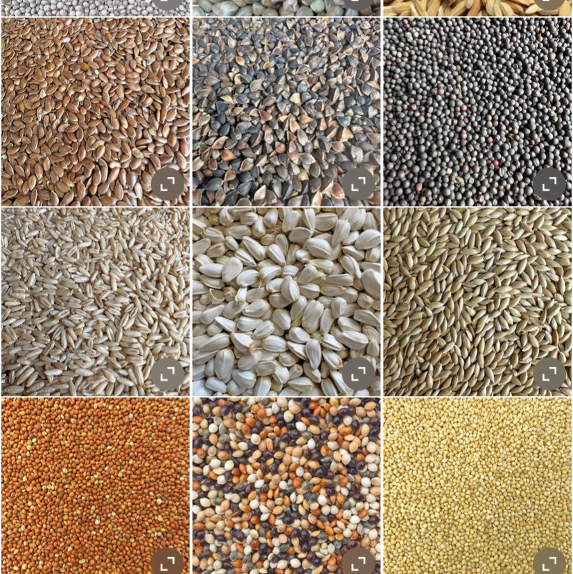 鸟粮合理谷子黍子加纳利子草籽油葵燕麦米红花籽白苏子鹦鹉丝雀粮