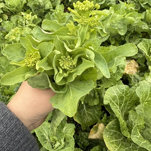 湖北大白菜岔片菜苔白菜霜冻岔片大白菜菜苔嫩菜苔，农家菜苔