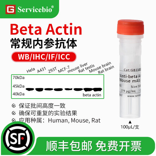 赛维尔 beta Actin 常规WB内参抗体 小鼠/兔mAb重组抗体 需孵二抗