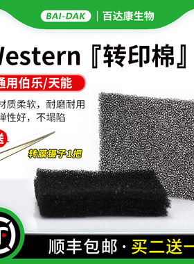 百达康 Western Blot 转印棉 湿转转印海绵垫 海绵衬垫 多孔垫 通用伯乐1703933/天能