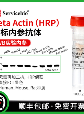 赛维尔 beta Actin 直标内参抗体 HRP偶联WB无需二抗 直接ECL显色