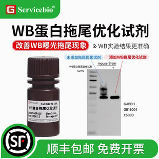 赛维尔 WB蛋白拖尾优化试剂 改善组织样本WB曝光后条带拖尾现象