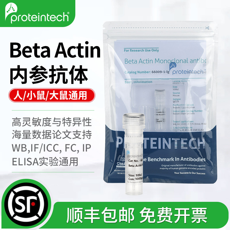 武汉三鹰Beta Actin内参抗体ACTB β-肌动蛋白Antibody66009-1-Ig