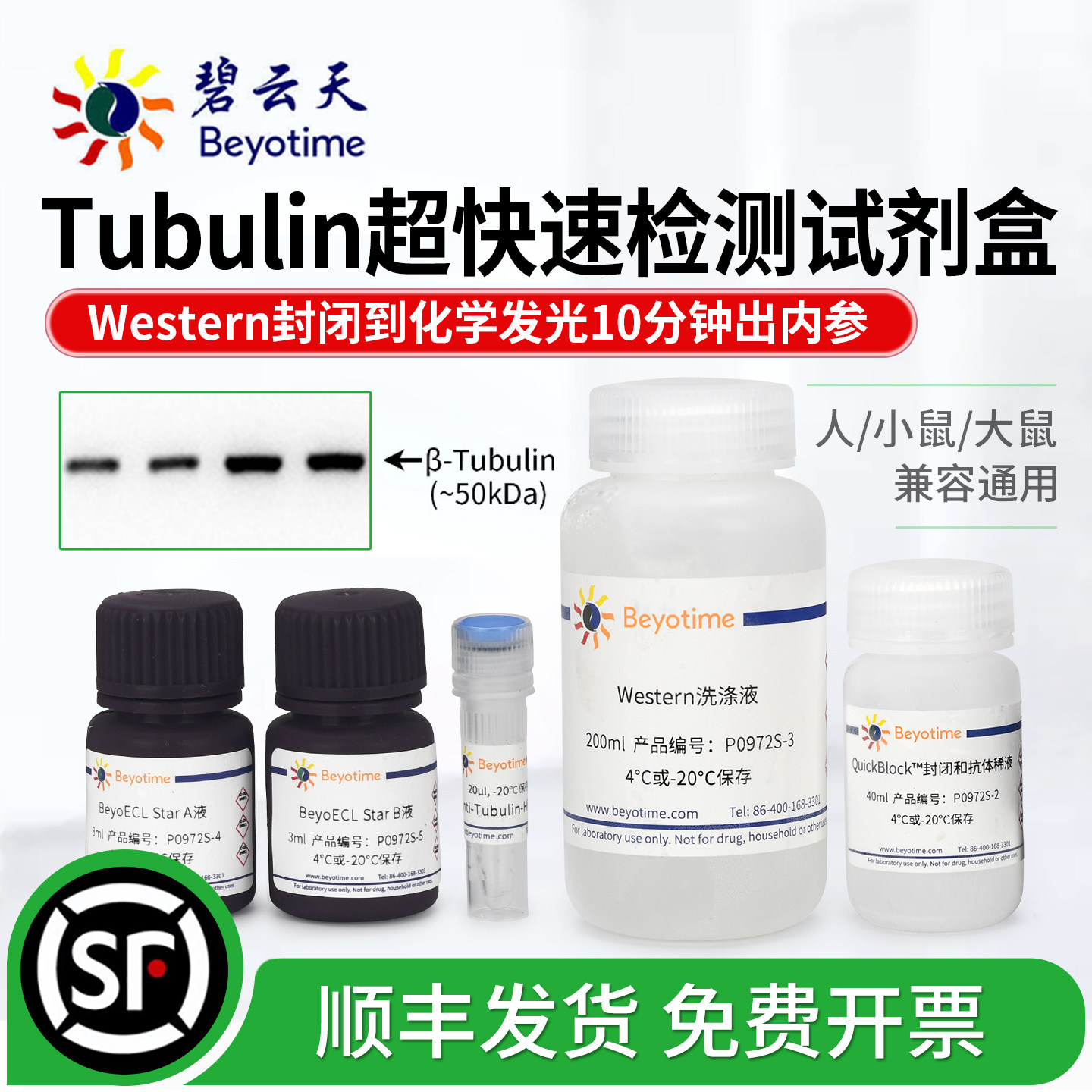 碧云天Tubulin快速wb检测试剂盒