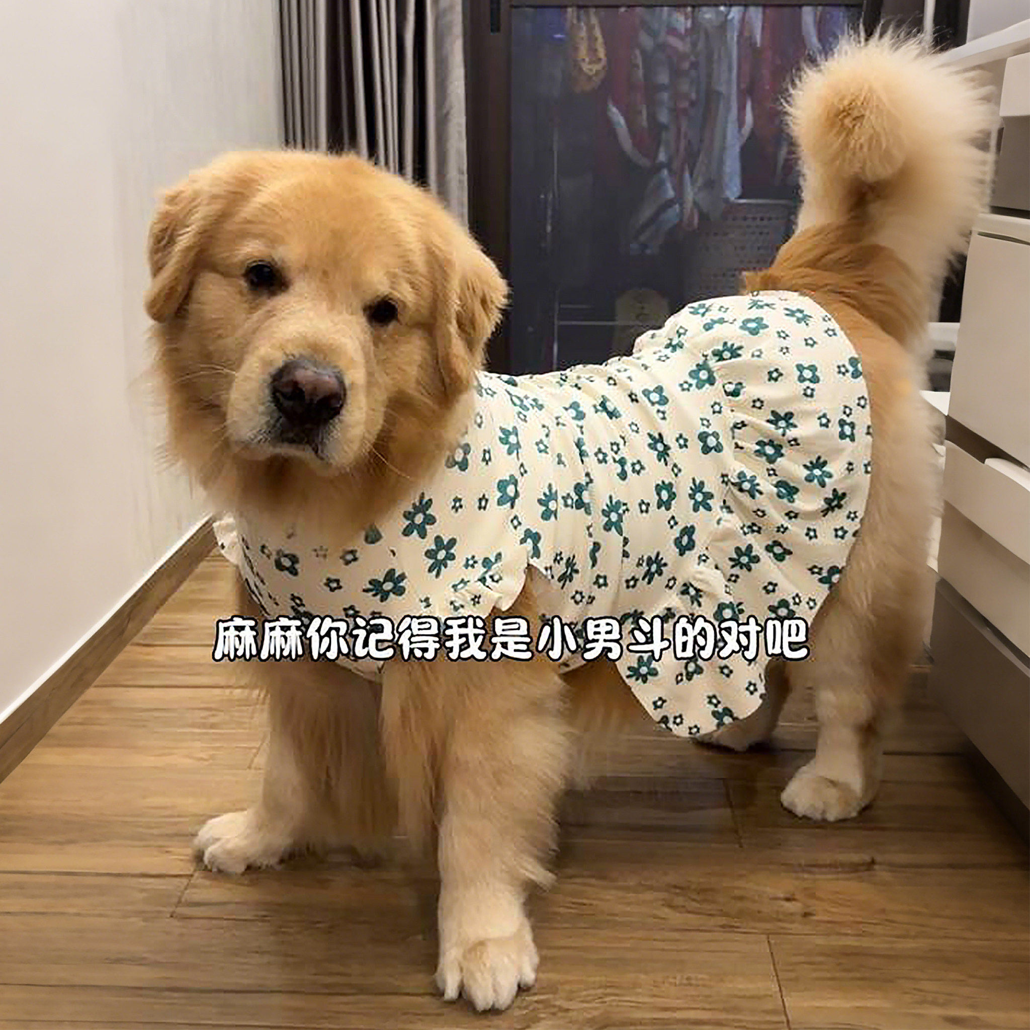 狗狗衣服中大型犬春季连衣裙宠物金毛碎花背心裙子多巴胺公主裙
