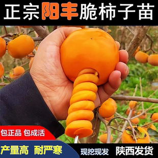 阳丰冰糖心脆甜柿子苗 阳丰巧克力柿子树苗 嫁接特大柿树正品