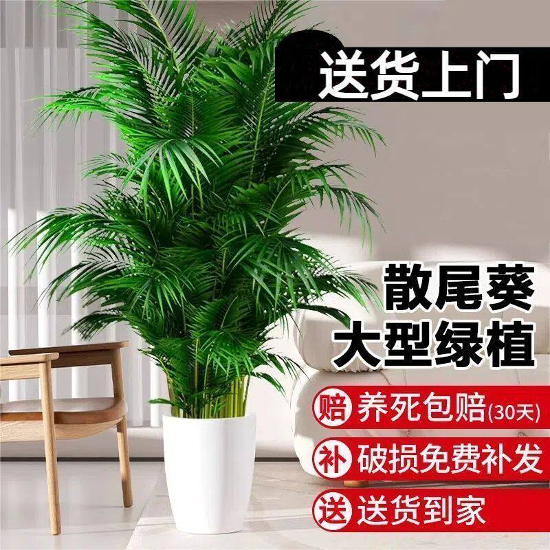 散尾葵绿植盆栽室内客厅办公室搬新家开业吸甲醛净化空气