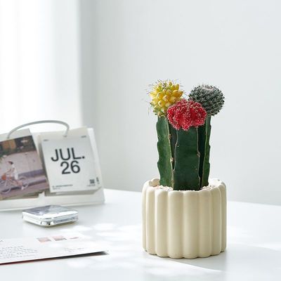 彩色仙人球吉祥三色球组合品种大开花多肉植物盆栽办公室桌面绿植