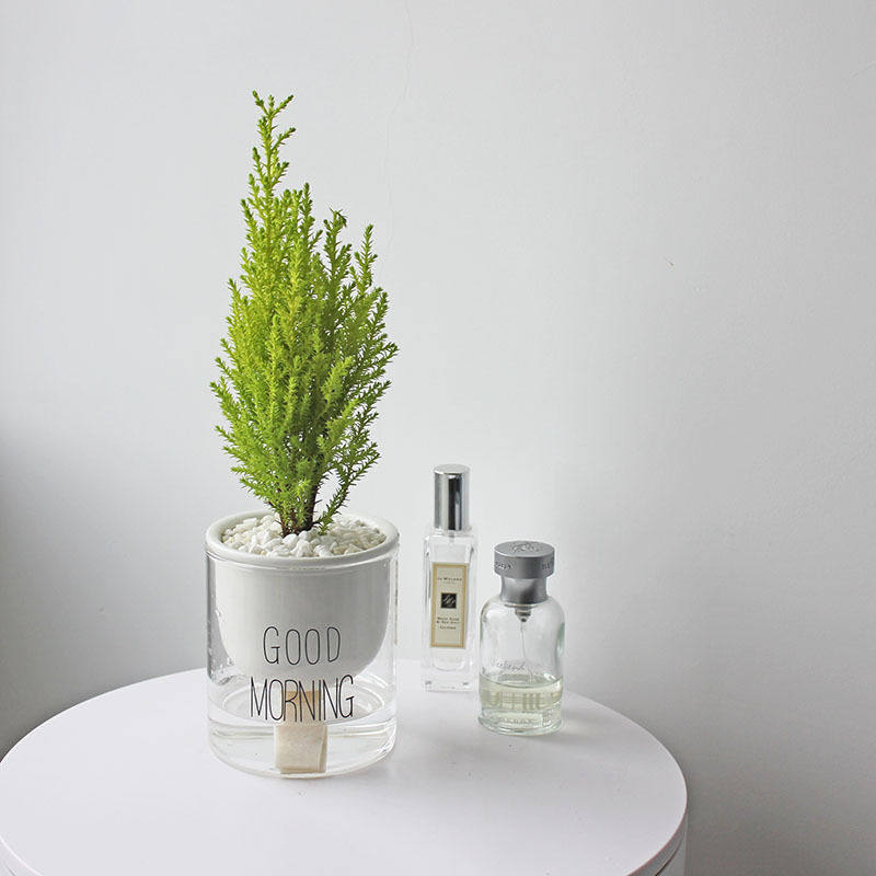 办公室桌面绿植室内花小盆栽四季易活净化空气水养植物创意盆景