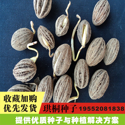 林木种子 珙桐种子别名水梨子鸽子树种子鸽子花树种籽包邮