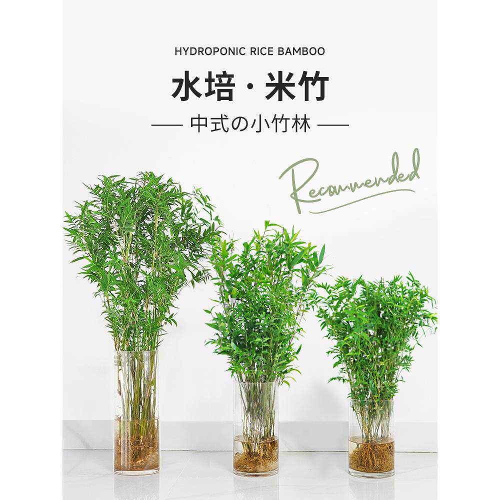 水培植物米竹盆栽室内带根水养小叶凤尾竹鱼缸用绿植矮化禅意盆景