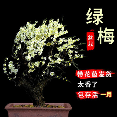 绿梅盆栽老桩盆景耐寒植物庭院阳台绿萼梅花地栽绿花原生红梅树苗