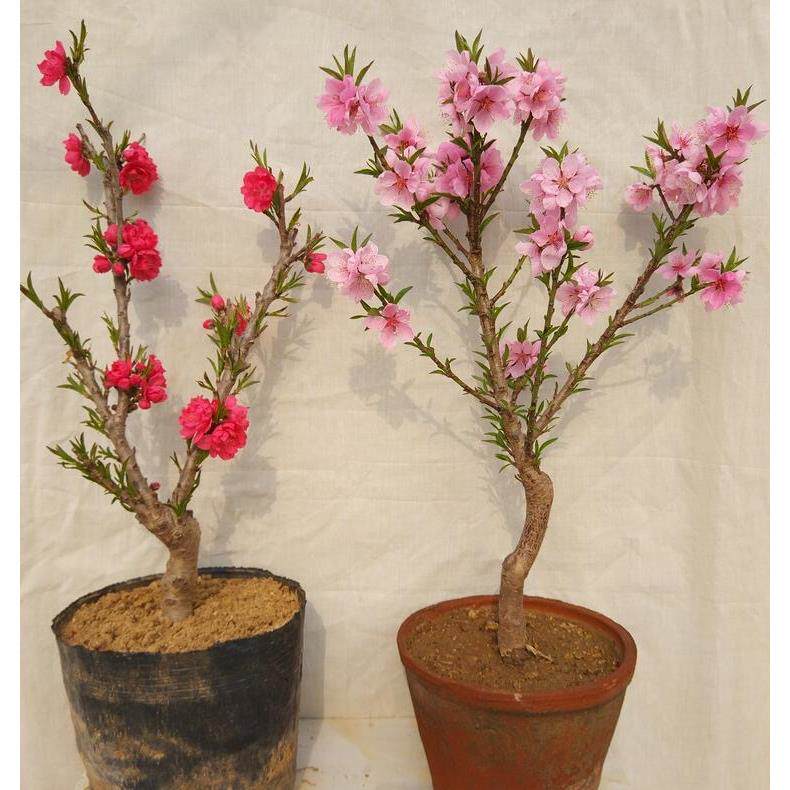 盆栽桃花树苗带花苞重瓣老桩寿星桃盆景室内外庭院南北方种植耐寒