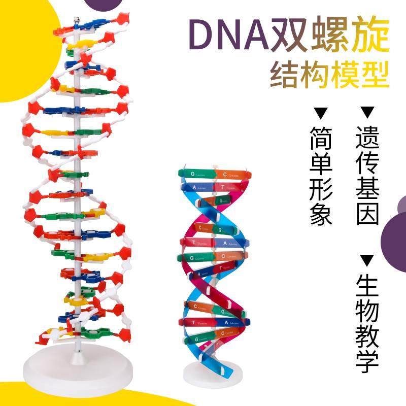 dna双螺旋结构模型大号分子结构模型学生用生命科学教学仪器器材