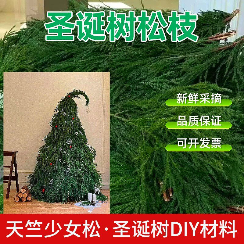 新鲜天竺少女圣诞树枝鲜切枝水培